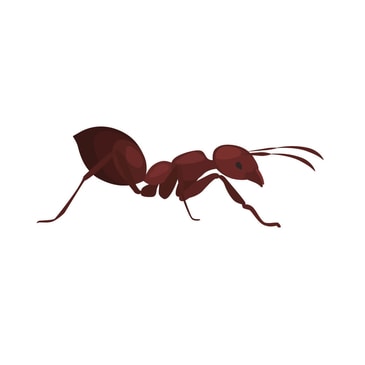 Home Ant Treatments